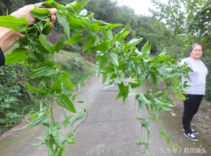 百部草(绿色中草药百部)