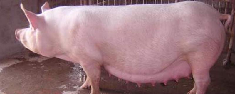 母猪生产前水门肿了,还有多久能生产 母猪产前几天水门肿，热应激怎么办