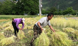 油菜一般几月收割 油菜在几月份收割