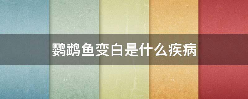 鹦鹉鱼全身变白是不是病 鹦鹉鱼变白是什么疾病