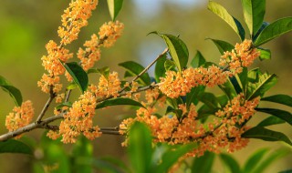 折下来的桂花枝怎么养活 折下来的桂花枝怎么养活的